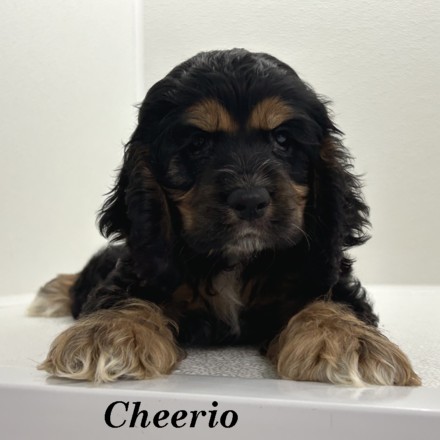puppy, for, sale, Cocker Spaniel, Joe & Cherri  Overlease, dog, breeder, Miller, MO, dog-breeder, puppy-for-sale, forsale, nearby, find, puppyfind, locator, puppylocator, aca